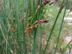 Juncus inflexus