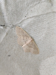 Idaea eugeniata