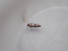 Mompha subbistrigella