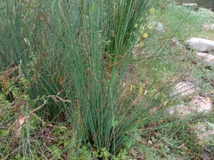 Juncus inflexus