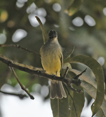 Elaenia flavogaster