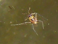 Plesiovelia