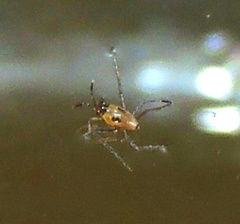 Plesiovelia