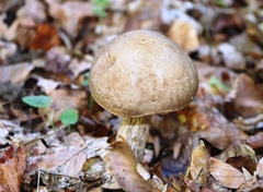 Leccinellum pseudoscabrum