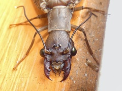 Corydalus peruvianus