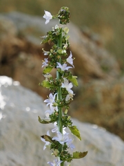 Campanula pyramidalis