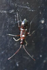 Pseudoxenetus regalis