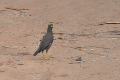 Acridotheres tristis