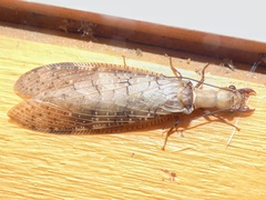 Corydalus peruvianus