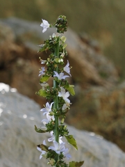 Campanula pyramidalis