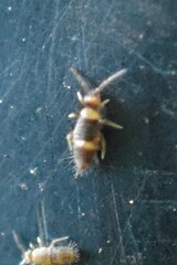 Entomobrya clitellaria