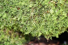 Thamnobryum alopecurum