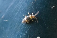Entomobrya clitellaria