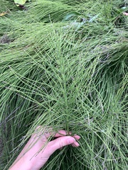 Equisetum arvense