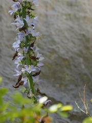 Campanula pyramidalis