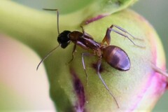 Camponotus americanus