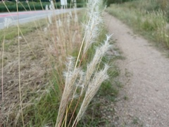 Bothriochloa barbinodis