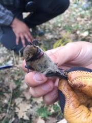 Pipistrellus pipistrellus
