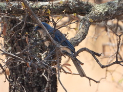 Aphelocoma wollweberi