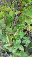 Hemiptera