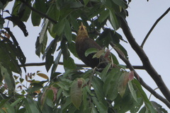 Psarocolius angustifrons