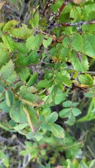 Hemiptera