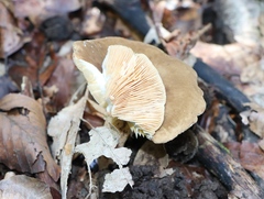 Lactarius lignyotus