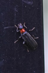 Rhagonycha