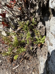 Cryptogramma cascadensis