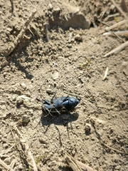 Capnodis tenebricosa