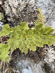 Cryptogramma cascadensis