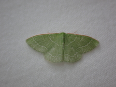 Synchlora