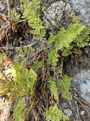 Cryptogramma cascadensis