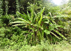 Musa beccarii