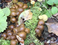 Kuehneromyces mutabilis