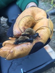 Pipistrellus kuhlii