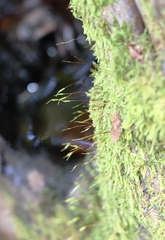 Amblystegium serpens