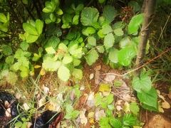 Rosisphaerella rosicola