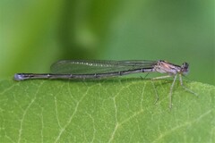 Ischnura posita