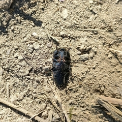 Capnodis tenebricosa