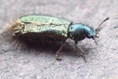 Cleridae