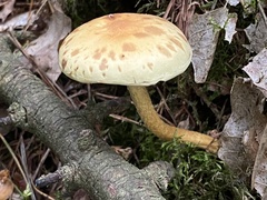 Hypholoma capnoides