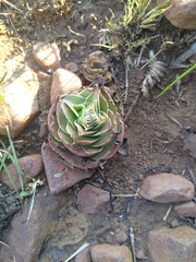 Crassula capitella nodulosa
