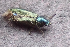 Cleridae