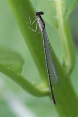 Ischnura posita