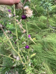 Carduus crispus
