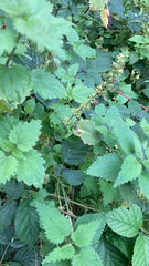 Urtica chamaedryoides
