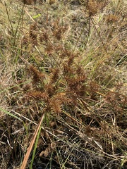 Cyperus erythrorhizos