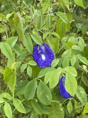Clitoria ternatea