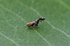 Liburniella ornata